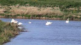 Swans on the Cripps River just downstream from our lunch spot